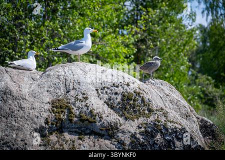 Trois mouettes perchées sur un éperon rocheux surplombant un feuillage vert par jour ensoleillé Banque D'Images