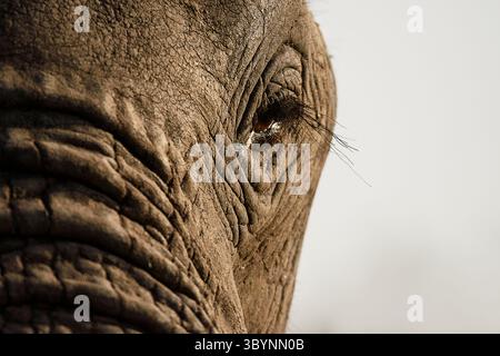 Photo rapprochée d'un oeil d'éléphant Banque D'Images