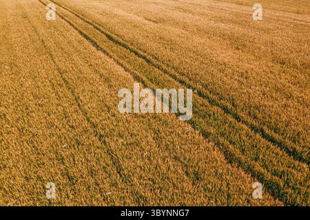 Traces de pneus de tracteur dans un champ de blé mûr, prise de vue aérienne depuis un drone pov vue en angle élevé Banque D'Images