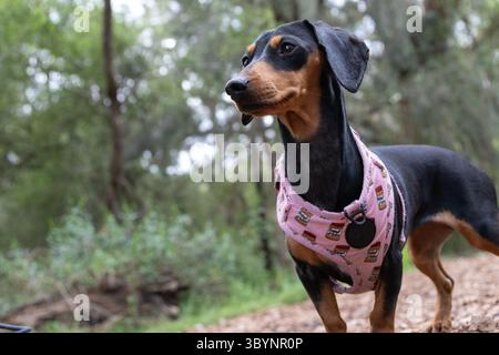 Un Teckel miniature noir et brun avec un harnais rose se tient sur une piste de marche avec le buisson en arrière-plan. Le chien regarde dans le distan Banque D'Images