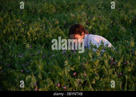 Femme agronome photographie des cultures de pois fleurissant avec des fleurs violettes dans un champ au coucher du soleil Banque D'Images