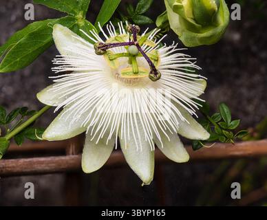 Passiflora 'Snow Queen' à fleurs blanches, fleur de la passion, un cultivar à floraison plus dure et plus longue Banque D'Images