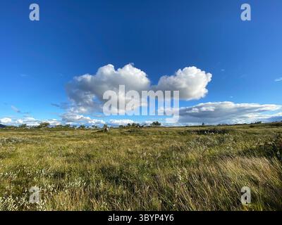 Un vaste champ d'herbes hautes s'étend sous un ciel bleu brillant avec des nuages blancs moelleux. Banque D'Images