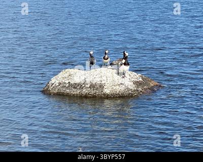 Les oies de Barnacle se rassemblent sur un rocher au milieu d'un lac tranquille par une journée ensoleillée. Banque D'Images