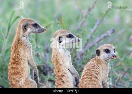 Trois chiots Meerkat (Suricata suricatta) , à la tanière au printemps, Kalahari, Cap Nord, Afrique du Sud gardant un regard d'alerte pour les prédateurs Banque D'Images