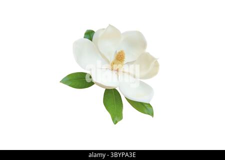 Élégante fleur de magnolia blanc avec des feuilles vertes brillantes isolées sur fond blanc. Idéal pour le design botanique, les cosmétiques naturels, les emballages floraux, Banque D'Images