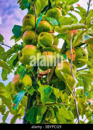 Pommes vertes fraîches poussant sur une branche d'arbre entourée de feuilles luxuriantes - photographie de la nature haute résolution parfaite pour les arrière-plans numériques, les médias sociaux et les visuels sains Banque D'Images