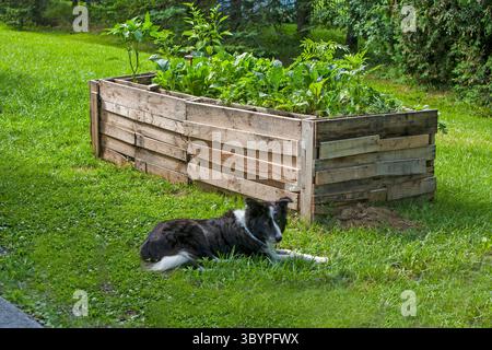 Un lit surélevé jardin fait de palettes en bois qui sont libres. Pour le jardinage, vous voulez het palletsw traité thermiquement par opposition à traité chimique. Chaleur Banque D'Images