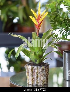 Broméliade rouge plante de fleur dans la casserole en bois Banque D'Images