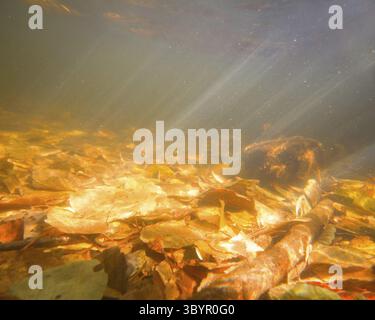 L'automne laisse sous l'eau sur le soleil Banque D'Images