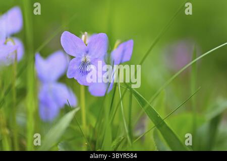 Belles fleurs de printemps dans l'herbe. Les premières fleurs du printemps. (Viola odorata) Banque D'Images