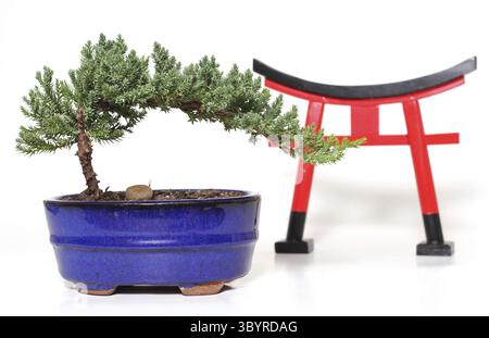 Bonsai Tree sur fond blanc avec porte de Torii Banque D'Images