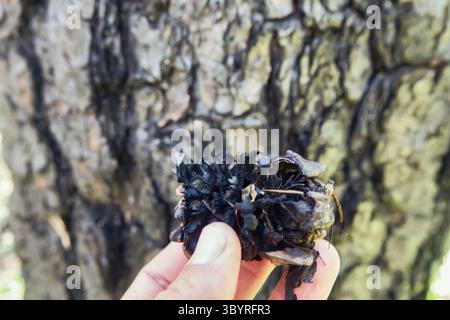 Forêt endommagée par le feu, forêts boréales. Forêts boréales brûlées. Feu de forêt faible feu dans la forêt mixte avec prédominance de pin. Troncs, souches et briques brûlés Banque D'Images
