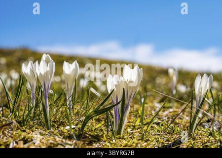 Beaucoup de belles crocus dans les Alpes Allgaeu au printemps à la Nagelfluhkette Banque D'Images