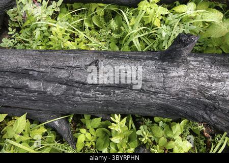 Forêts boréales endommagées par le feu. Forêts boréales brûlées. Feu de forêt faible feu dans une forêt mixte avec une prédominance de pin. Troncs d'arbre brûlés, souches a Banque D'Images