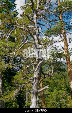 Les branches noueuses d'un vieil arbre atteignent le ciel, entourées d'un feuillage vert vibrant dans une forêt. Le ciel lumineux offre une toile de fond sereine à th Banque D'Images