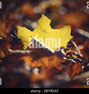 Fond d'automne. Belles feuilles colorées d'arbres dans la nature. Heure d'automne Banque D'Images