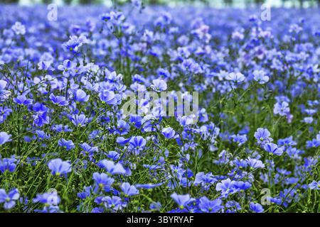 Le lin à longues tiges (Linum usitatissimum) fleurit massivement dans de vastes zones de steppe sèche. Région nord de la mer Noire. Champs de lin Banque D'Images