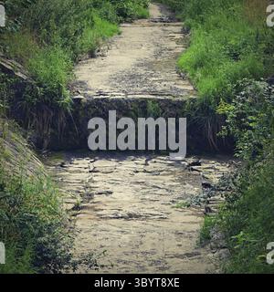 Ruisseau séché par la forêt. Belle nature verte sans eau. Temps chaud d'été et sécheresse. Concept d'écologie et d'environnement Banque D'Images