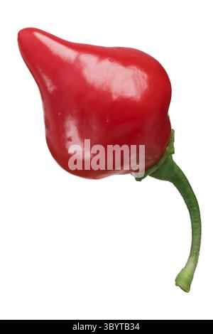 Chupetinho or Biquinho chile pepper (Capsicum chinense), single pod. Clipping path Stock Photo