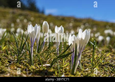 Beaucoup de belles crocus dans les Alpes Allgaeu au printemps à la Nagelfluhkette Banque D'Images