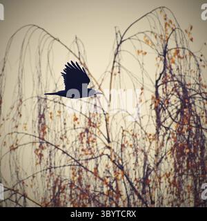 Belle image d'un oiseau - corbeau / corbeau dans la nature d'automne. (Corvus frugilegus) Banque D'Images