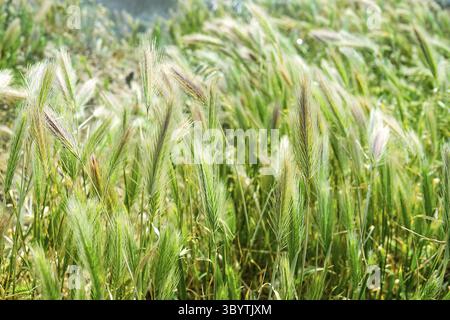 Herbe de blé cimmérienne (Agropyron cimmericum) sur la dune végétalisée de la côte de la mer d'Azov adjacente à la steppe herbacée. Arabatskaya strelka. Péninsule de Kerch, crime Banque D'Images