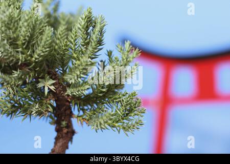 L'arbre Bonsai et la porte de Torii ferment les DOF peu profondes Banque D'Images