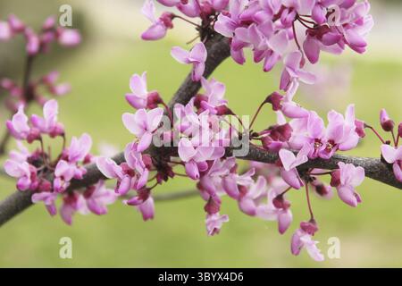 Arbre de Redbud du Texas Cerdis canadensis DOF peu profonde Banque D'Images