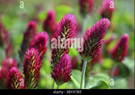 Belles fleurs rouges. Printemps nature arrière-plan. Trèfle incarné - Trifolium incarnatum Banque D'Images