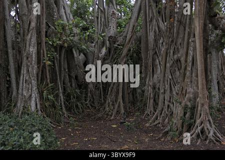 Forêt de bambous et de mangroves dans le sud-est de la Floride. Région de Sarasota Banque D'Images