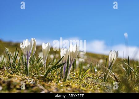 Beaucoup de belles crocus dans les Alpes Allgaeu au printemps à la Nagelfluhkette Banque D'Images
