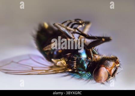 Mouche verte morte (Lucilia caesar). Cette mouche propage l'infection et devrait être tuée dans la maison. Ultra macro Banque D'Images
