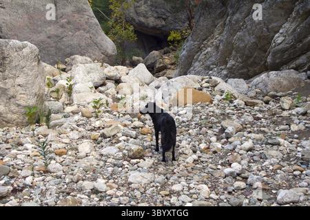 Chien aborigène parmi les montagnes attend avec impatience Banque D'Images