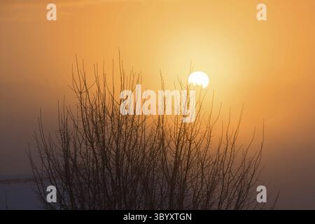 Soleil du matin avec brouillard à l'heure d'hiver près de la ville Frankenberg. avec arbre au premier plan Banque D'Images