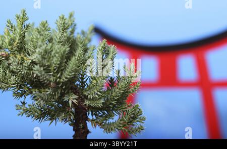 Bonsai-Baum und Torii-Tor schliessen flach DOF Banque D'Images