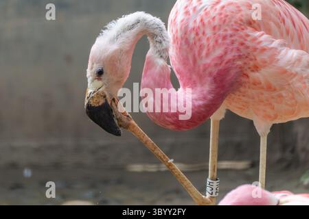 Un flamant rose nettoie ses plumes avec son bec courbé. Le gros plan montre sa coloration rose et sa posture distinctive. Banque D'Images