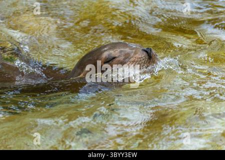 Un lion de mer californien glisse dans l'eau les yeux fermés. La surface de l'eau éclabousse doucement autour de sa tête. Banque D'Images