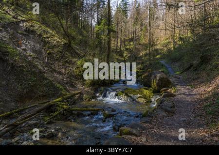 Belle randonnée de printemps à la cascade de Niedersonthofen à travers le Falltobel près de Niedersonthofen dans l'Allgau Banque D'Images