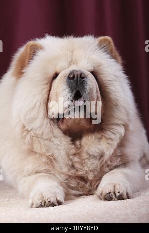 Portait de Chow Chow, Canis lupus familiaris Banque D'Images