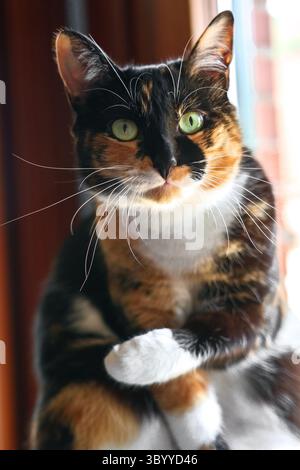 Chat Calico mignon avec les yeux verts et les moustaches blanches de près Banque D'Images