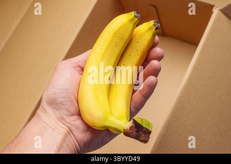 Bouquet de bananes jaunes mûres dans la main sur une boîte en carton vide de près Banque D'Images