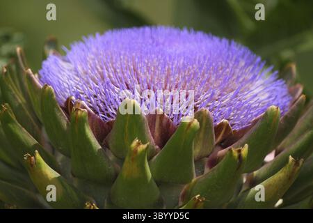 Violet éclatant Artichaut croissance dans le jardin flou d'arrière-plan Banque D'Images