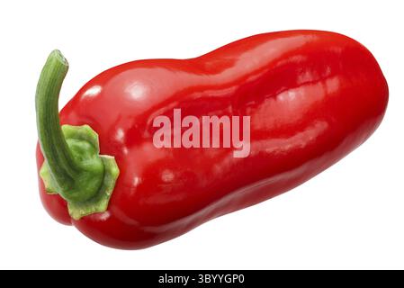 Zavory piment Habanero (Capsicum chinense), fruits mûrs ensemble pod Banque D'Images