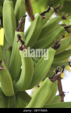 Bananes vertes fraîches poussant sur arbre à Tampa en Floride Banque D'Images