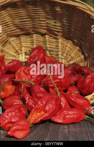 Panier de Bhut Jolokia frais Chili Ghost Peppers à la campagne marché agricole Banque D'Images