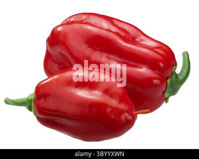 Zavory piment Habanero (Capsicum chinense) fruits, gousses mûres entières Banque D'Images