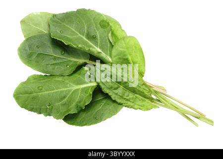 Ensemble d'oseille fraîche (Rumex acetosa) pot herb. Chemins de détourage, vue du dessus Banque D'Images