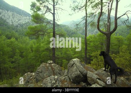 Chien aborigène parmi les montagnes attend avec impatience Banque D'Images