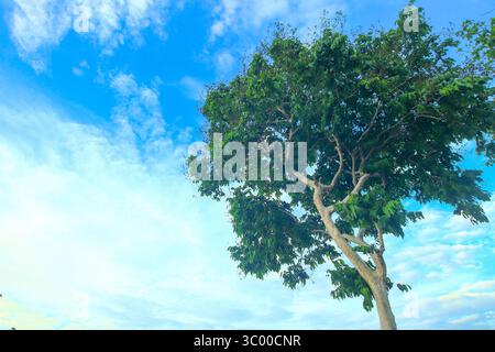 Arbre majestueux sur une montagne photographiée d'en bas, encadrée par un ciel et des nuages vibrants. Concept naturel serein et paisible avec feuillage vert vif. Banque D'Images